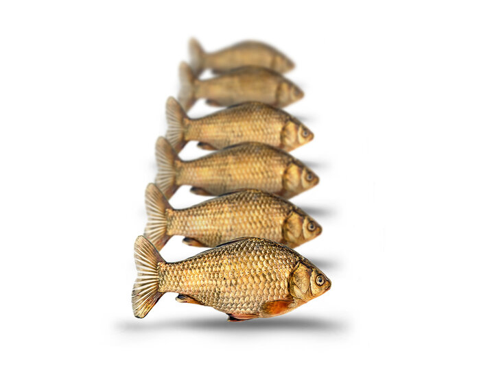 K&ouml;derfische Giebel Klein - Vakuumverpackt | 7-13CM | 4-6ST