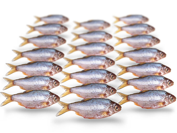 K&ouml;derfische Rotauge / G&uuml;ster Mini - Vakuumverpackt | 5-12CM | 10-20ST