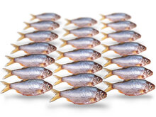 K&ouml;derfische Rotauge / G&uuml;ster Mini - Vakuumverpackt | 5-12CM | 10-20ST