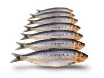 Köderfische Sardinen Klein - Vakuumverpackt | 12-18CM | 5-7ST Köderfische Sardinen Klein - Vakuumverpackt | 12-18CM | 5-7ST