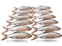 Köderfische Silberorfe Klein - Vakuumverpackt | 8-14CM | 7-12ST Köderfische Silberorfe Klein - Vakuumverpackt | 8-14CM | 7-12ST