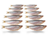 Köderfische Sprotte - Vakuumverpackt | 8-13CM | 10-18ST Köderfische Sprotte - Vakuumverpackt | 8-13CM | 10-18ST