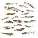 Köderfische Futterfisch / Stücke - Vakuumverpackt | 8-27CM | 4-15ST Köderfische Futterfisch / Stücke - Vakuumverpackt | 8-27CM | 4-15ST