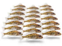 Köderfische Kaulbarsch Klein - Vakuumverpackt | 5-10CM | 15-20ST Köderfische Kaulbarsch Klein - Vakuumverpackt | 5-10CM | 15-20ST
