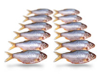 Köderfische Rotauge / Güster Klein - Vakuumverpackt | 7-12CM | 6-11ST Köderfische Rotauge / Güster Klein - Vakuumverpackt | 7-12CM | 6-11ST