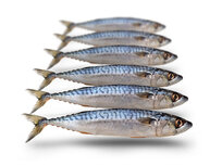 Köderfische Makrele Klein - Vakuumverpackt | 17-25CM | 5-7ST Köderfische Makrele Klein - Vakuumverpackt | 17-25CM | 5-7ST