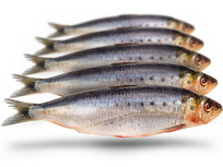 Köderfische Sardinen Groß - Vakuumverpackt | 18-23CM | 4-6ST Köderfische Sardinen Groß - Vakuumverpackt | 18-23CM | 4-6ST