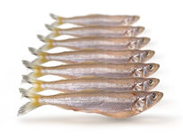 Köderfische Stint Groß - Vakuumverpackt | 12-20CM | 5-10ST Köderfische Stint Groß - Vakuumverpackt | 12-20CM | 5-10ST