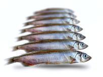 Köderfische Kapelan - Vakuumverpackt | 13-18CM | 7-9ST Köderfische Kapelan - Vakuumverpackt | 13-18CM | 7-9ST